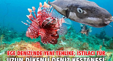 Ege Denizi'nde yeni tehlike; istilacı tür uzun dikenli deniz kestanesi
