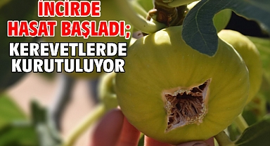 İncirde hasat başladı; kerevetlerde kurutuluyor