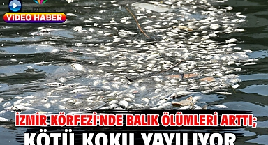 İzmir Körfezi'nde balık ölümleri arttı; kötü koku yayılıyor