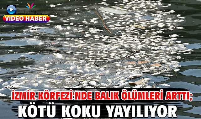 İzmir Körfezi'nde balık ölümleri arttı; kötü koku yayılıyor