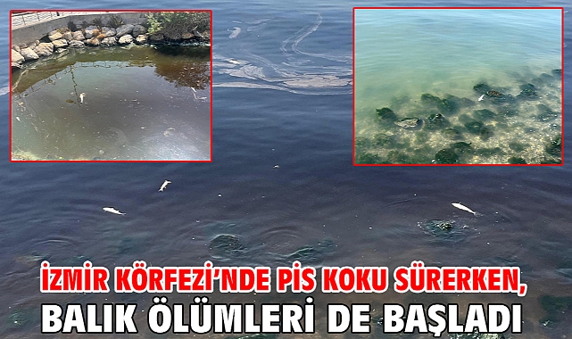 İzmir Körfezi’nde pis koku sürerken, balık ölümleri de başladı
