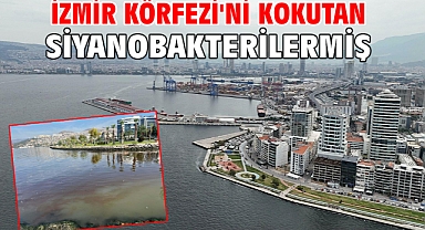 İzmir Körfezi'ni kokutan siyanobakterilermiş