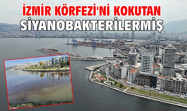 İzmir Körfezi'ni kokutan siyanobakterilermiş