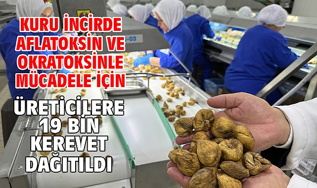 Kuru incirde aflatoksin ve okratoksinle mücadele için üreticilere 19 bin kerevet dağıtıldı