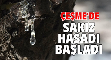 Çeşme'de sakız hasadı başladı