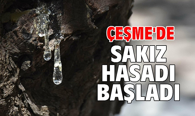 Çeşme'de sakız hasadı başladı