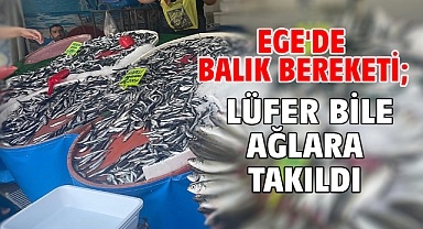 Ege'de balık bereketi; lüfer bile ağlara takıldı