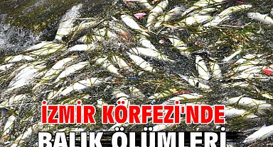 İzmir Körfezi'nde balık ölümleri
