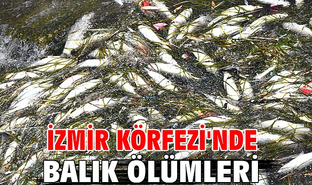 İzmir Körfezi'nde balık ölümleri