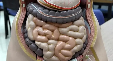 Tatil dönüşü bağırsak sağlığına dikkat edilmeli