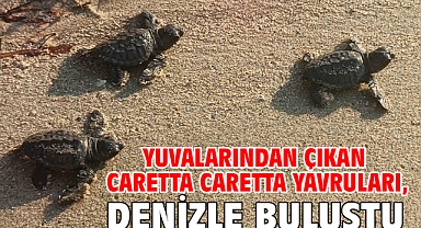 Yuvalarından çıkan caretta caretta yavruları, denizle buluştu