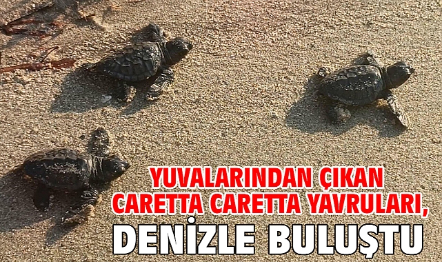 Yuvalarından çıkan caretta caretta yavruları, denizle buluştu