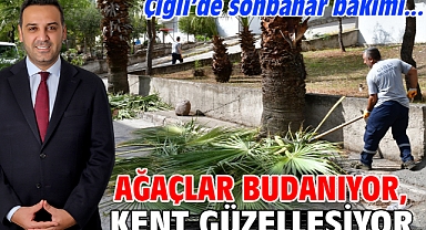 Ağaçlar budanıyor, kent güzelleşiyor