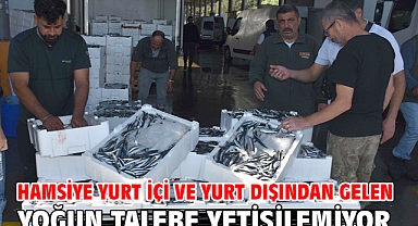 Hamsiye yurt içi ve yurt dışından gelen yoğun talebe yetişilemiyor