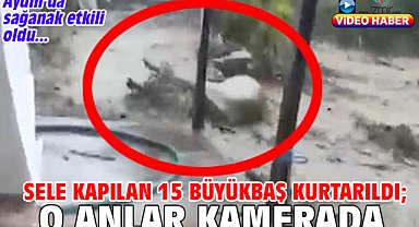 Sele kapılan 15 büyükbaş kurtarıldı; o anlar kamerada