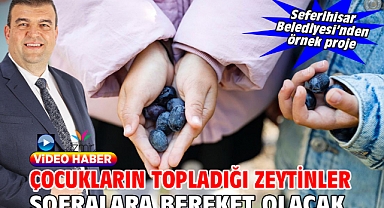 Çocukların topladığı zeytinler sofralara bereket olacak