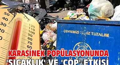 Karasinek popülasyonunda 'sıcaklık' ve 'çöp' etkisi