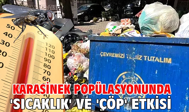 Karasinek popülasyonunda 'sıcaklık' ve 'çöp' etkisi