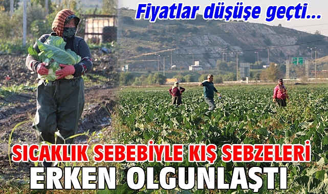 Kış sebzeleri erken olgunlaştı