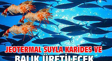 Jeotermal suyla karides ve balık üretilecek