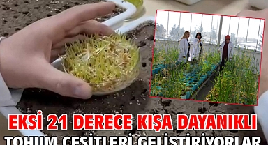 Eksi 21 derece kışa dayanıklı tohum çeşitleri geliştiriyorlar