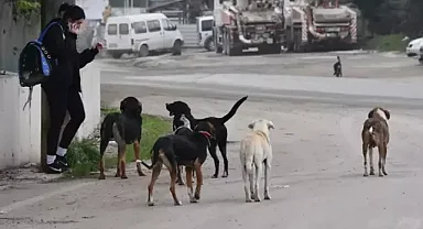 İstanbul Valiliği'nden 'Kuduz Vakalarında Patlama' iddiasına ilişkin açıklama