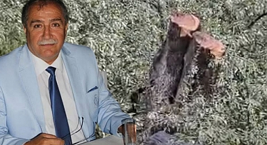 Muğla Valiliği'nden Milas'taki zeytin ağacı kesimine soruşturma