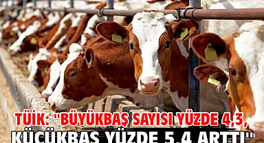 TÜİK: ''Büyükbaş sayısı yüzde 4,3, küçükbaş yüzde 5,4 arttı''