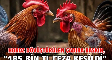 Horoz dövüştürülen çadıra baskın,“185 bin TL ceza kesildi”
