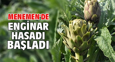 Menemen'de enginar hasadı başladı