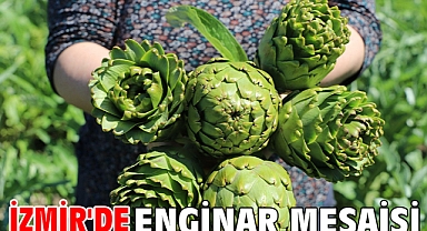 İzmir'de enginar mesaisi