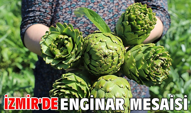 İzmir'de enginar mesaisi
