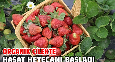Organik çilekte hasat heyecanı başladı