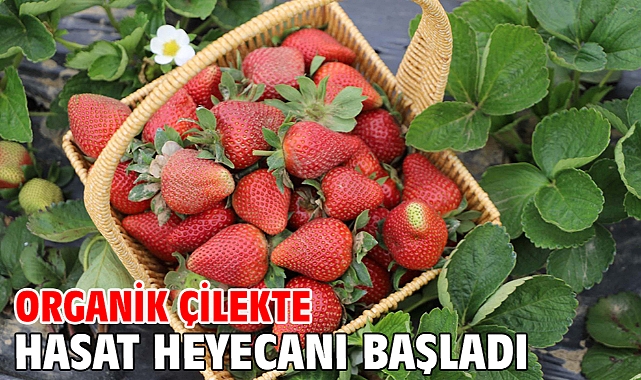 Organik çilekte hasat heyecanı başladı