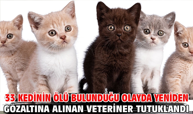 33 kedinin ölü bulunduğu olayda yeniden gözaltına alınan veteriner tutuklandı