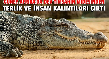 Güney Afrika'da dev timsahın midesinden terlik ve insan kalıntıları çıktı