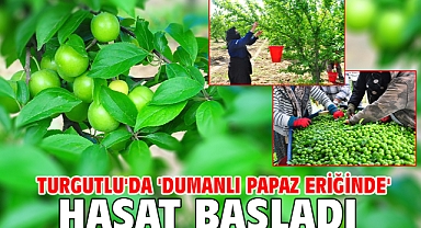 Turgutlu'da 'dumanlı papaz eriğinde' hasat başladı