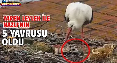 Yaren leylek ile Nazlı'nın 5 yavrusu oldu