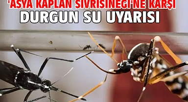 'Asya kaplan sivrisineği'ne karşı durgun su uyarısı