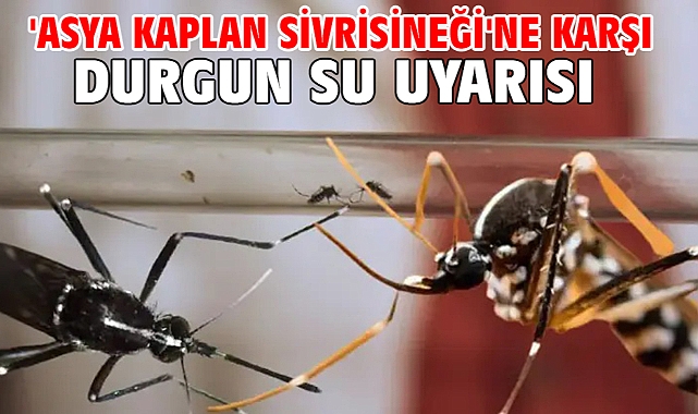 'Asya kaplan sivrisineği'ne karşı durgun su uyarısı