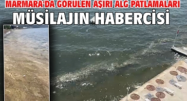 Marmara'da görülen aşırı alg patlamaları müsilajın habercisi
