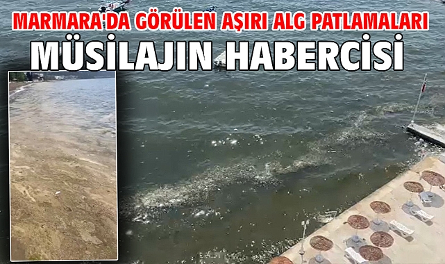 Marmara'da görülen aşırı alg patlamaları müsilajın habercisi