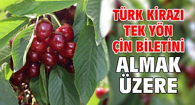 Türk kirazı tek yön Çin biletini almak üzere