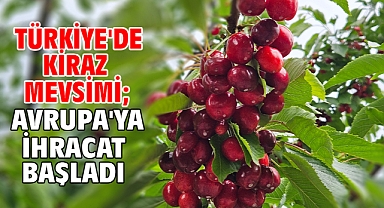 Türkiye'de kiraz mevsimi; Avrupa'ya ihracat başladı