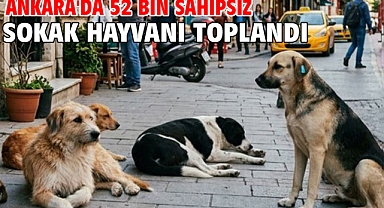 Ankara'da 52 bin sahipsiz sokak hayvanı toplandı