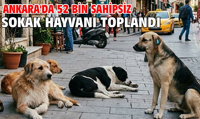 Ankara'da 52 bin sahipsiz sokak hayvanı toplandı