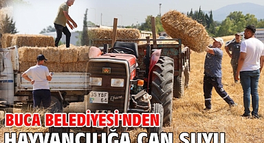 Buca Belediyesi'nden hayvancılığa can suyu 