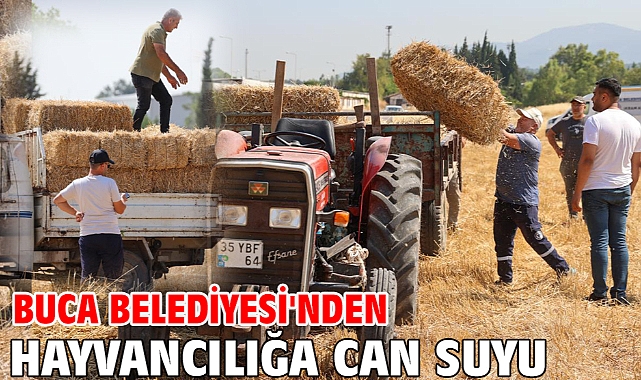 Buca Belediyesi'nden hayvancılığa can suyu