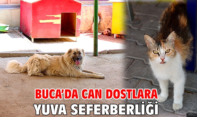 Buca’da can dostlara yuva seferberliği