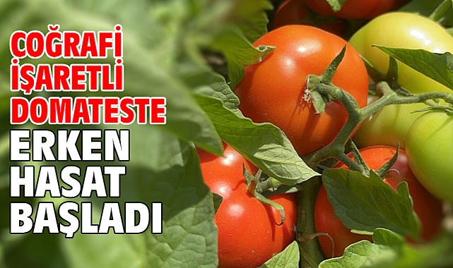 Coğrafi işaretli domateste erken hasat başladı
